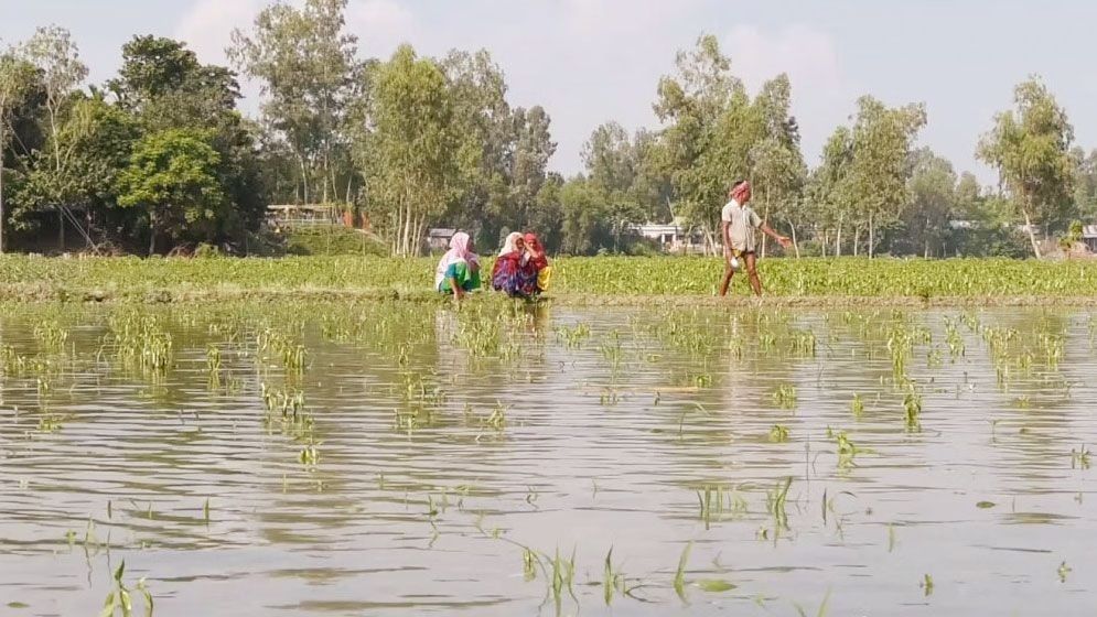 বন্যায় কৃষি খাতে কয়েক হাজার কোটি টাকার ক্ষতি