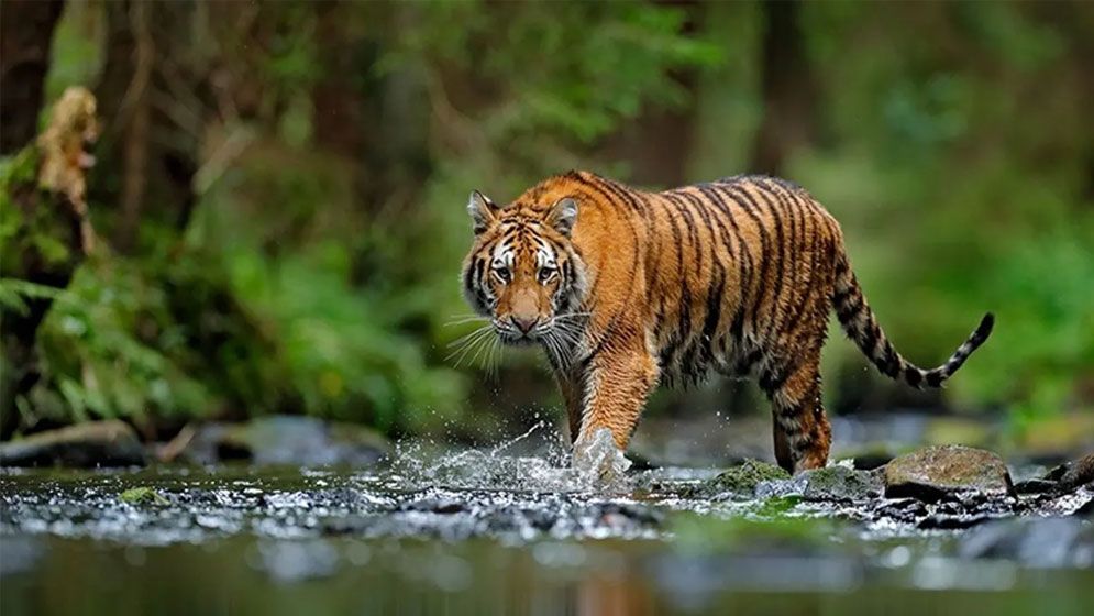 সুন্দরবনে বাঘের সংখ্যা কত, জানা গেল জরিপে