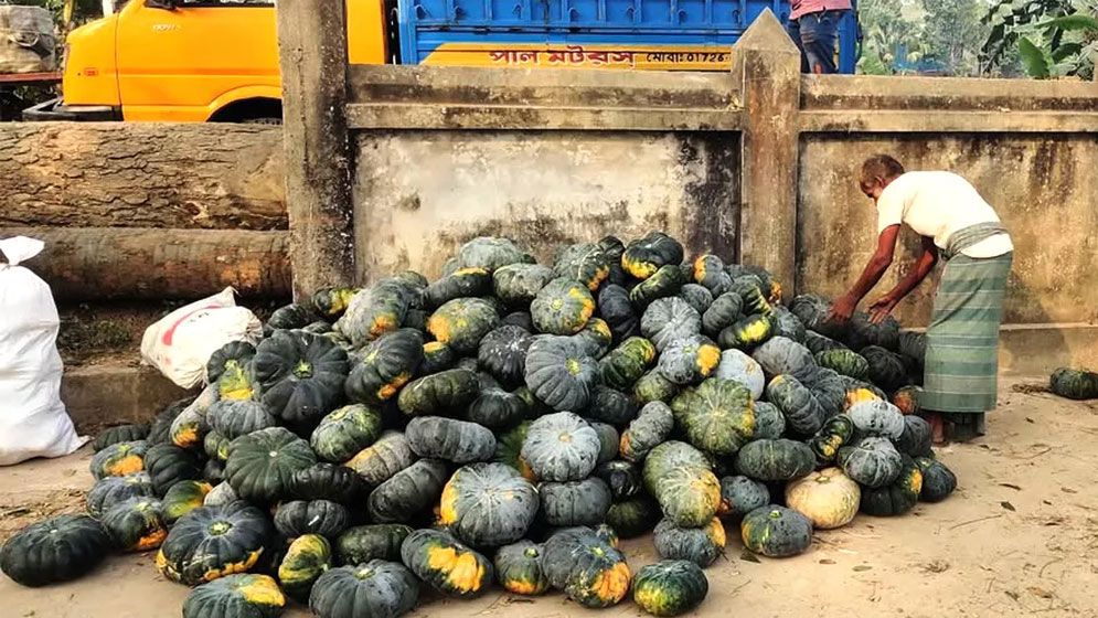 চাঁদপুরে গোখাদ্য হিসেবে বিক্রি হচ্ছে মিষ্টি কুমড়া