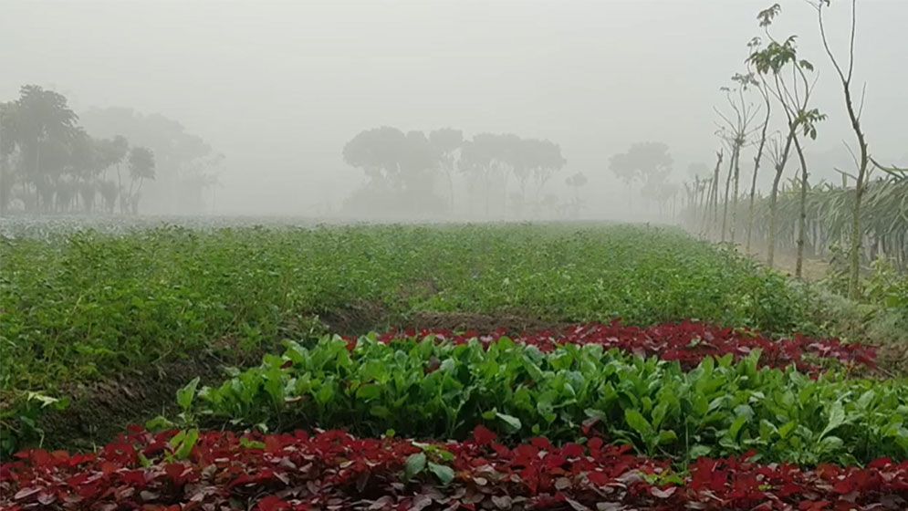 মাঘের শেষে চুয়াডাঙ্গায় মৃদু শৈত্যপ্রবাহ, শীতে কাঁপছে প্রাণীকূল
