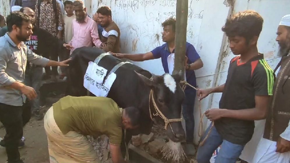 ধানমন্ডি ৩২ নম্বরের বাড়ি গুঁড়িয়ে দেওয়ার পর ভূরিভোজ করার উদ্যোগ, আনা হলো গরু