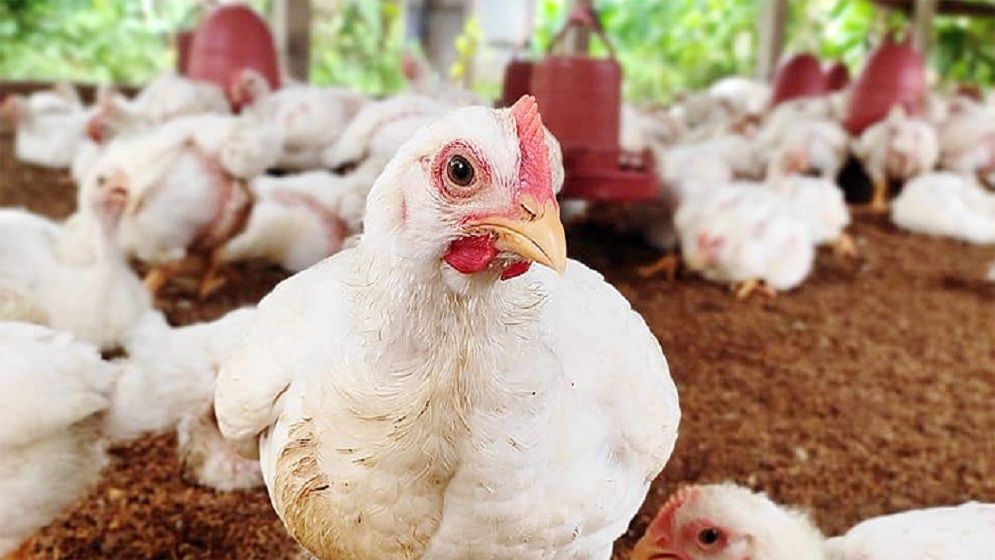 বাজারে ব্রয়লার মুরগির দাম বৃদ্ধি, কেজিতে বেড়েছে ২০ টাকা