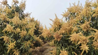 নওগাঁয় আমের মুকুলের সুবাস, বাম্পার ফলনের আশা