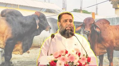 অর্থ পাচারের অভিযোগে সাদিক অ্যাগ্রোর চেয়ারম্যান ইমরান গ্রেপ্তার