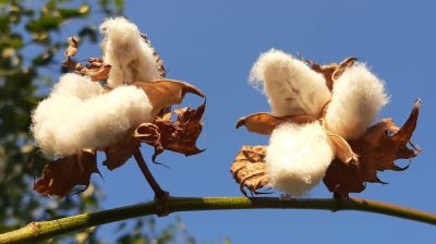 ‘শিগগির তুলাকে কৃষি পণ্য ঘোষণা করা হবে’