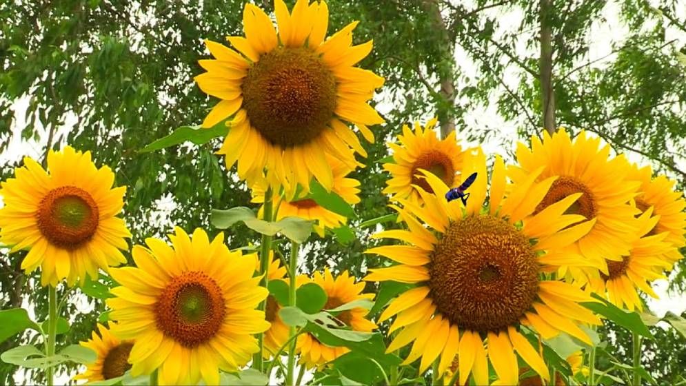 নওগাঁয় সূর্যমুখী ফুলের অধিক ফলনের আশা