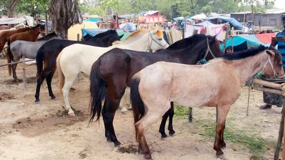 দিনাজপুরে শুরু ঐতিহ্যবাহী ২০০ বছরের পুরোনো বুড়া চিন্তামন ঘোড়ার মেলা