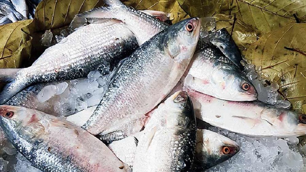 নেই উৎপাদন খরচ, তারপরও নাগালের বাইরে ইলিশের দাম