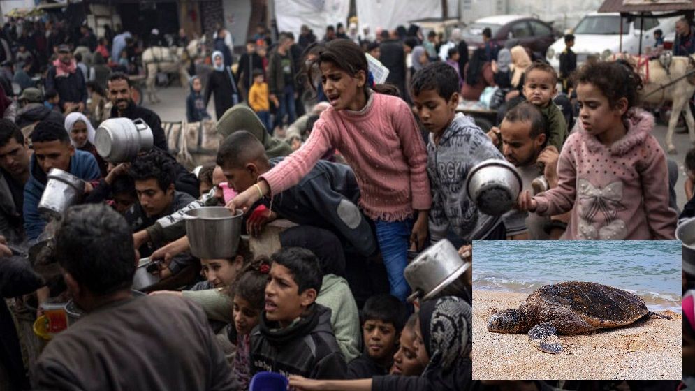 জীবন রক্ষার তাগিদে কচ্ছপ খাচ্ছে গাজাবাসী