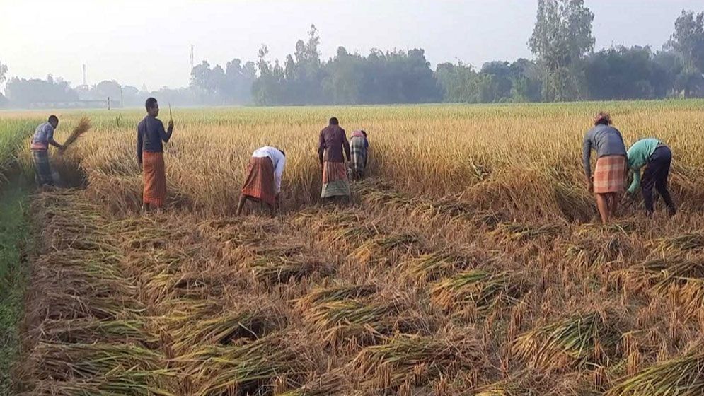 বজ্রপাত আতঙ্কে হাওরের কৃষকরা, জীবনের ঝুঁকি নিয়ে চলছে ধান কাটা