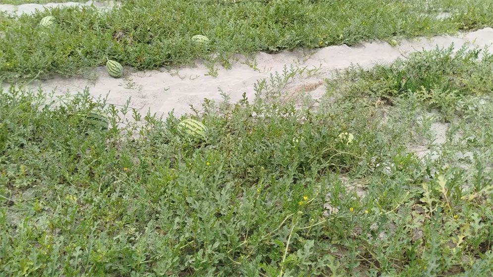 তিস্তার চরাঞ্চলে তরমুজ চাষে সাফল্য, ঘুরে দাঁড়াচ্ছেন লালমনিরহাটের কৃষকরা