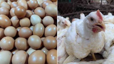 পহেলা মে থেকে সারা দেশে ডিম-মুরগির খামার বন্ধ