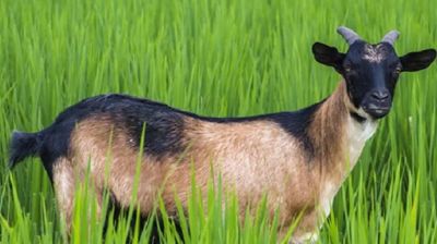 ছাগল নিয়ে সংঘর্ষে ব্যক্তিকে পিটিয়ে হত্যা