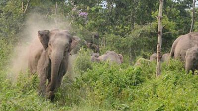 চকরিয়ায় হাতির আক্রমণে নারী শ্রমিক নিহত