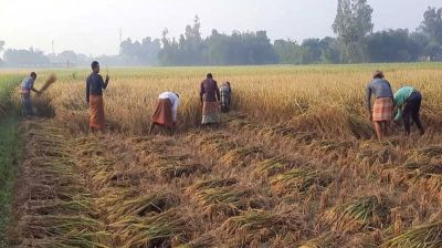 বজ্রপাত আতঙ্কে হাওরের কৃষকরা, জীবনের ঝুঁকি নিয়ে চলছে ধান কাটা