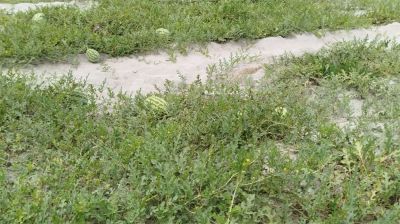 তিস্তার চরাঞ্চলে তরমুজ চাষে সাফল্য, ঘুরে দাঁড়াচ্ছেন লালমনিরহাটের কৃষকরা