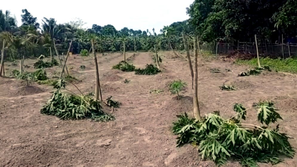 রাজবাড়ীতে দুর্বৃত্তদের হাতে কৃষকের স্বপ্ন ধ্বংস, ক্ষতিপূরণের দাবি