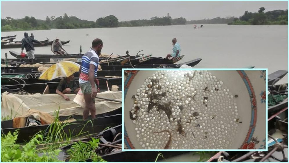 হালদায় ডিম ছেড়েছে মা মাছ, উৎসব মুখর পরিবেশে ২০ হাজার কেজি ডিম সংগ্রহ