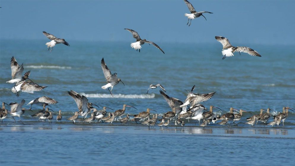 পাখিবান্ধব নগর ও সমাজ গড়ার আহ্বান