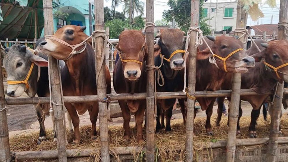 সিলেটে কোরবানির পশু মজুদ চাহিদার চেয়ে বেশি, সংকটের আশঙ্কা নেই