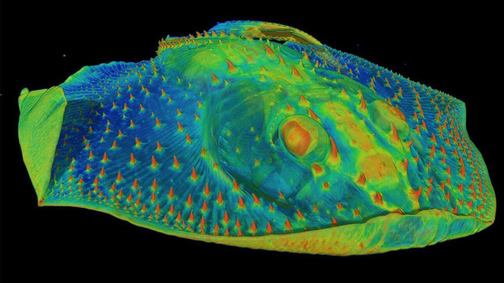 ৪৬ কোটি বছর আগের মাছের বর্মে সংবেদনশীল দাঁতের শিকড়