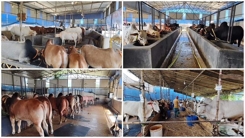 রূপগঞ্জে আড়াই’শ খামারে প্রস্তুত ১৫ হাজার গরু-ছাগল, ১৩ স্পটে বসছে হাট