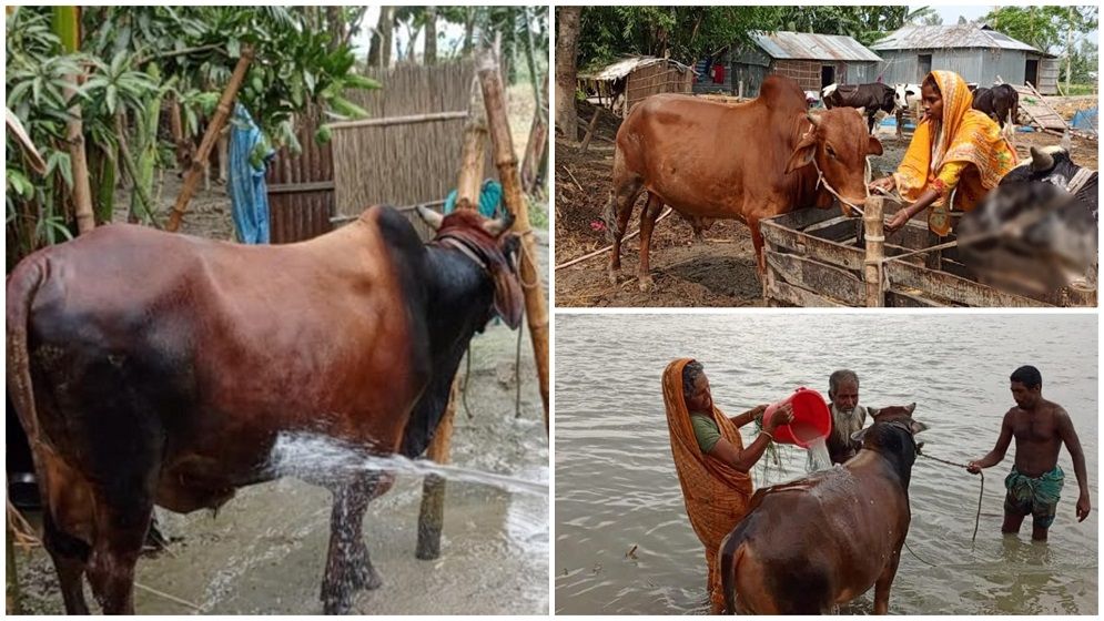 বগুড়ায় যমুনার চরে প্রতিটি ঘরেই কুরবানির দেশী গরু