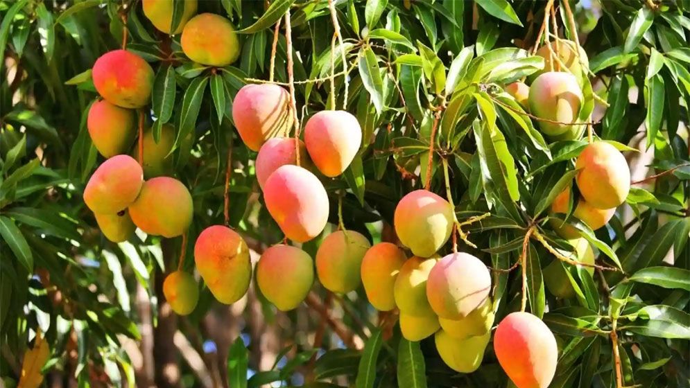 চুয়াডাঙ্গায় আম সংগ্রহ শুরু, আসছে আঁটি, গুঁটি ও বোম্বাই