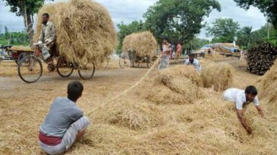 ঈদের আগে খড় ও ঘাসের চড়া দাম, চরম বিপাকে খামারিরা