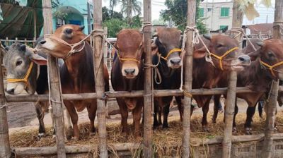 সিলেটে কোরবানির পশু মজুদ চাহিদার চেয়ে বেশি, সংকটের আশঙ্কা নেই
