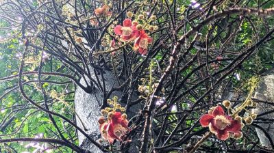 চৌদ্দগ্রামে বিরল প্রজাতির নাগলিঙ্গম ফুলের সৌরভে মাতোয়ারা প্রকৃতিপ্রেমীরা