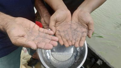 হালদা নদীতে ডিম ছাড়ছে মা মাছ