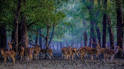 সুন্দরবনের ১০ কিলোমিটারের মধ্যে শিল্পপ্রতিষ্ঠান নির্মাণে নিষেধাজ্ঞা