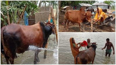 বগুড়ায় যমুনার চরে প্রতিটি ঘরেই কুরবানির দেশী গরু