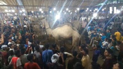 ঐতিহাসিক মজ্জারটেক বাজারে মরুর জাহাজ উট, দাম হাতের নাগালে