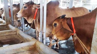 ঈশ্বরগঞ্জে গরু চুরির হিড়িক, নির্ঘুম রাত কাটাচ্ছেন কৃষকরা