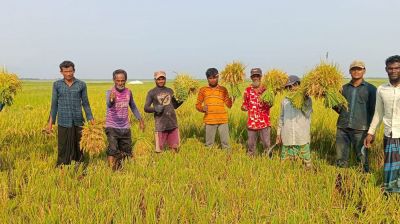 সুনামগঞ্জে হাওরপাড়ে ফসল কাটার সমাপনী উৎসব, কৃষকের মুখে হাসি