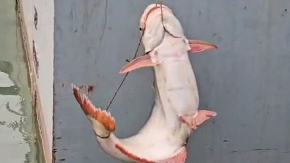 পদ্মায় ধরা পড়ল ২২ কেজির পাঙাশ, বিক্রি ৪০ হাজার টাকায়