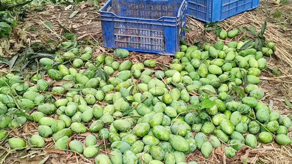 রাজশাহীতে গুটি আম সংগ্রহ শুরু, এবার আম থেকে ১৬০০ কোটি টাকা আয়ের আশা