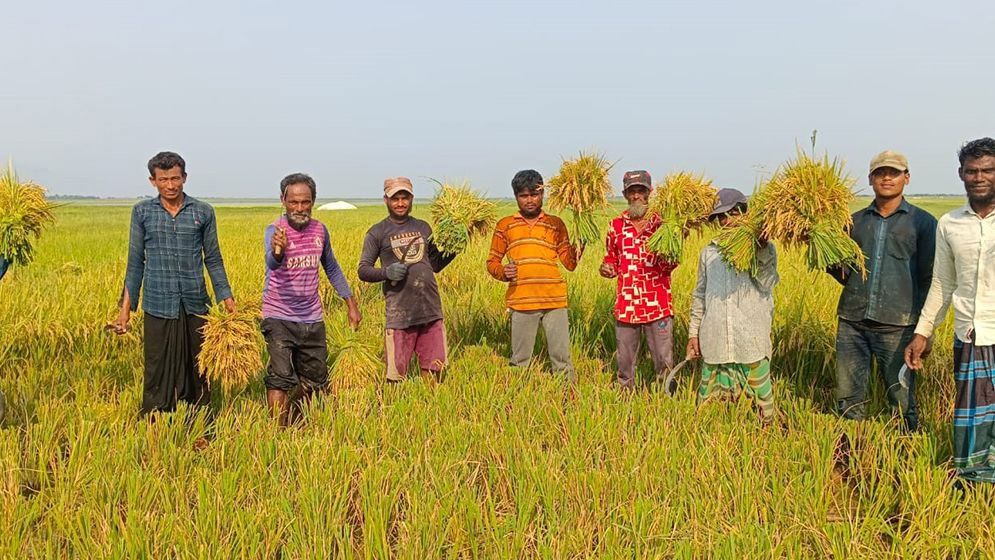 সুনামগঞ্জে হাওরপাড়ে ফসল কাটার সমাপনী উৎসব, কৃষকের মুখে হাসি