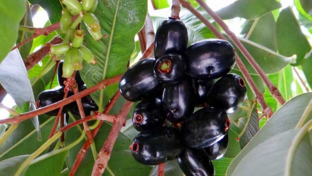 জাম খাওয়ার সময় যে ৫ বিষয়ে সাবধান থাকবেন