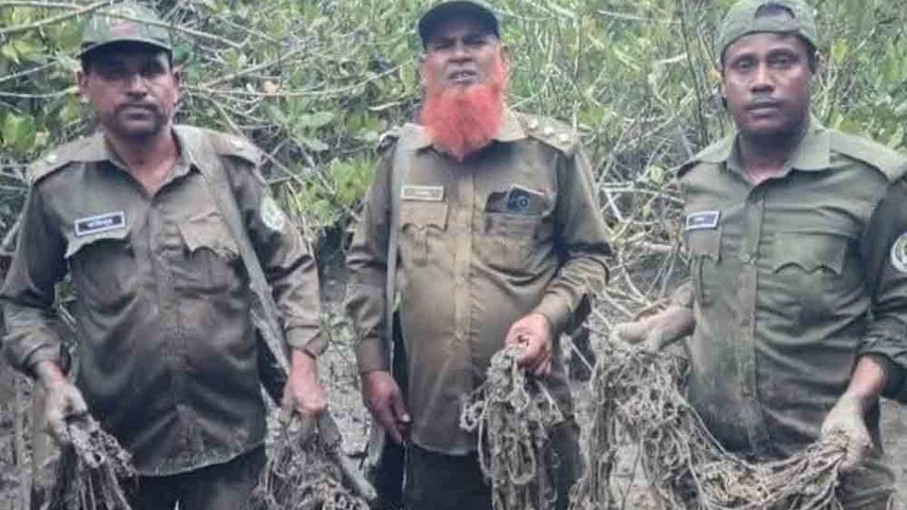 সুন্দরবনে হরিণ শিকারের ৬০০ ফাঁদ জব্দ