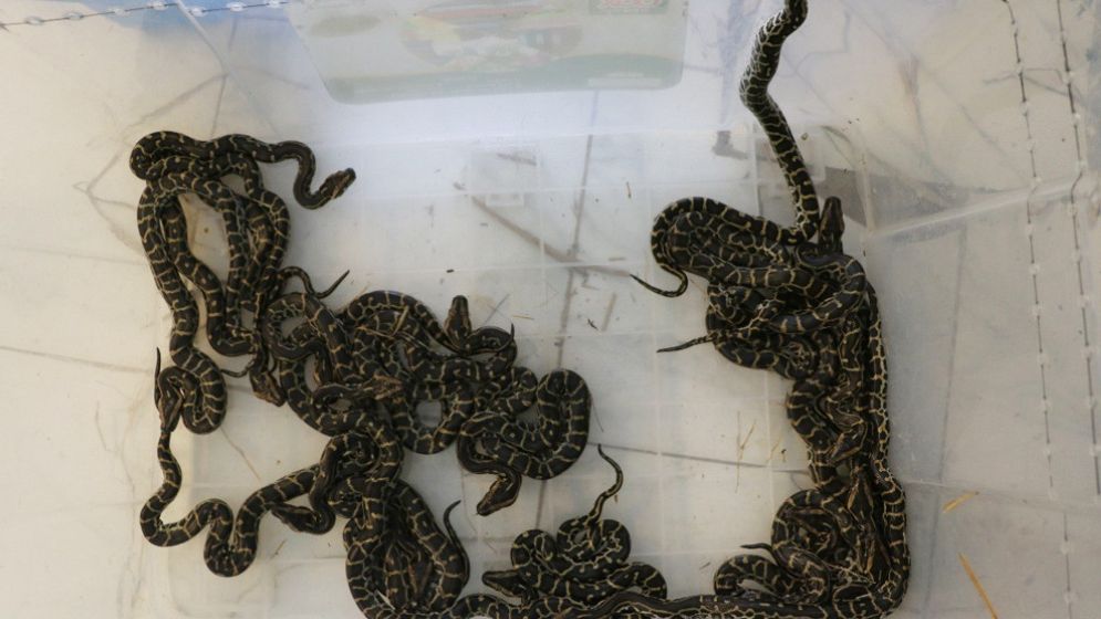 চট্টগ্রাম চিড়িয়াখানায় ফুটল অজগরের ৩৩ বাচ্চা