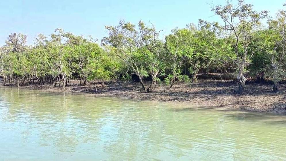 আজ থেকে ৩ মাসের জন্য সুন্দরবনে প্রবেশে নিষেধাজ্ঞা