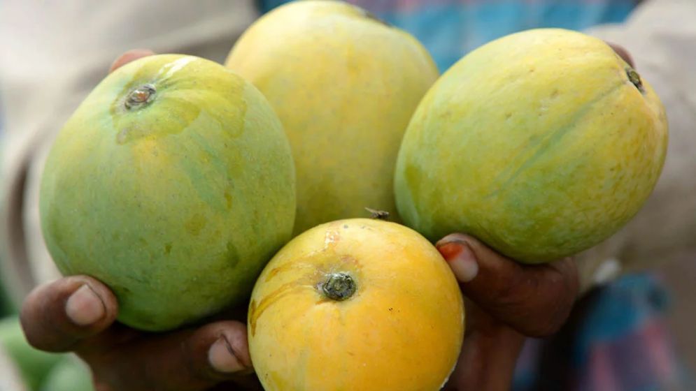 যে আম আগে খাবেন, আর যে আম পরে খাবেন
