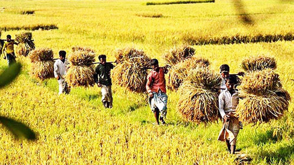 বাজেটে খাদ্য-কৃষিতে বরাদ্দ বাড়ছে