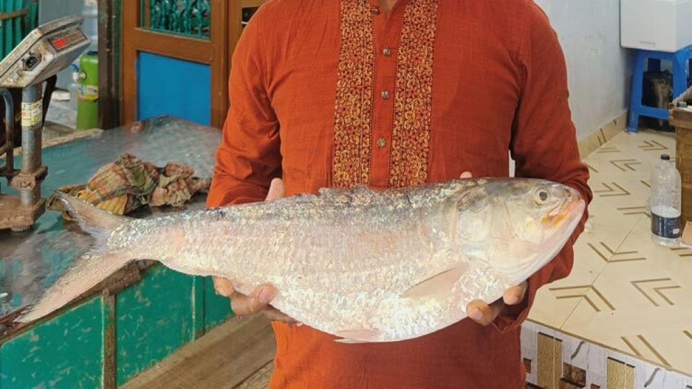 আড়াই কেজির এক ইলিশের দাম ১৩ হাজার