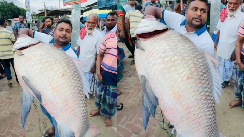 পদ্মায় ধরা পড়া এক কাতল ৪০ হাজারে বিক্রি
