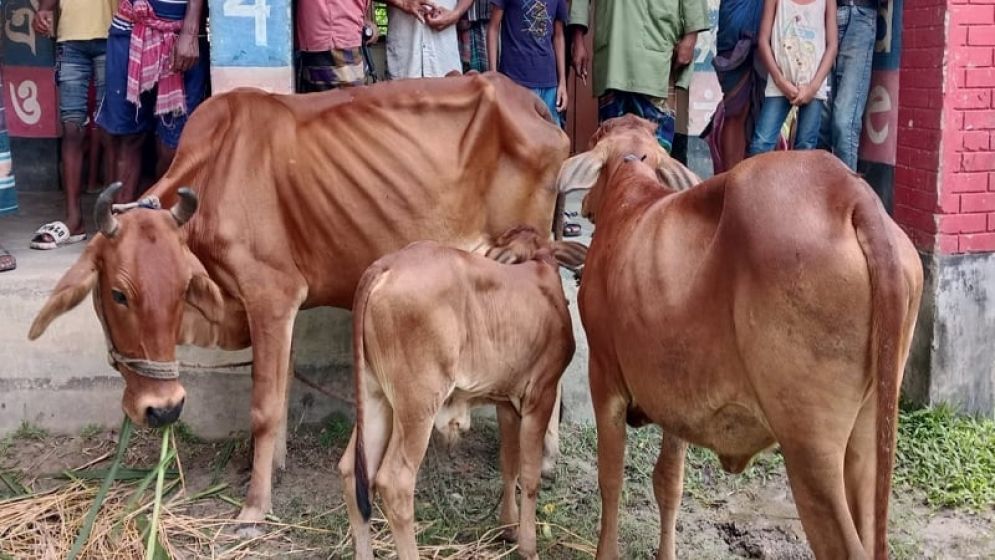 চোরের ডেরায় জনতা : তিন গরুসহ চোর আটক