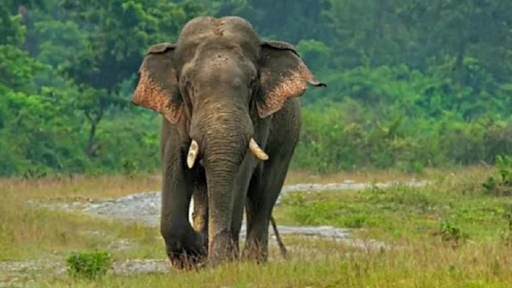 চকরিয়ায় হাতির আক্রমণে গর্ভবতী নারী নিহত